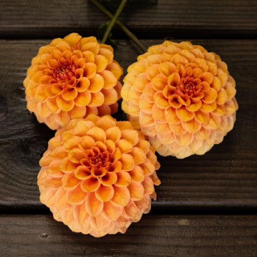 Gingeroo Dahlia Tuber