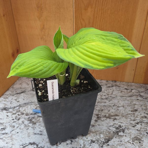 Guacamole Hosta Perennial