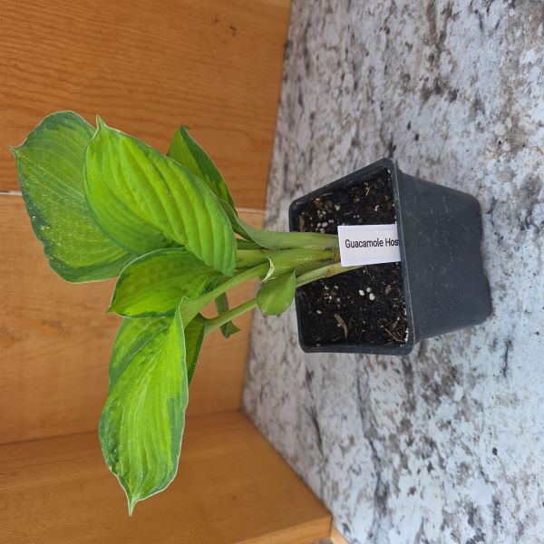 Guacamole Hosta Perennial