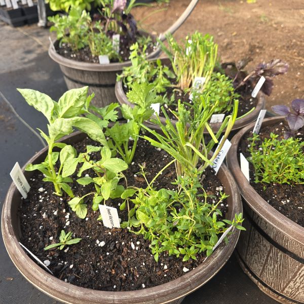 Large Herb Combo Pot