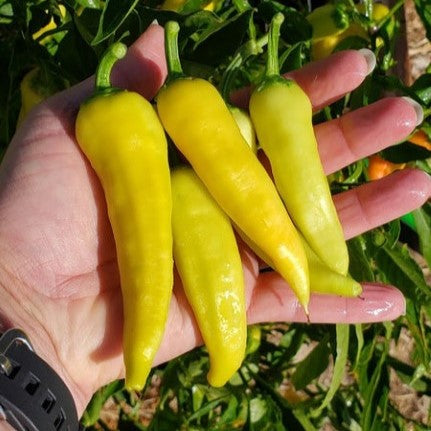 Hungarian Sweet Yellow Pepper Plant