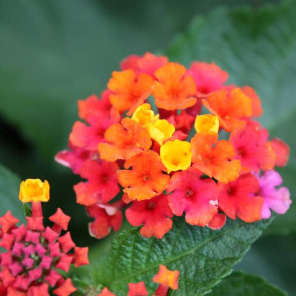 Confetti Lantana