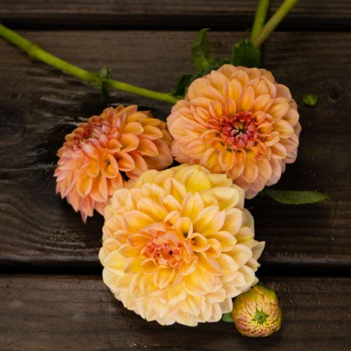 Lark's Ebbe Dahlia Tuber