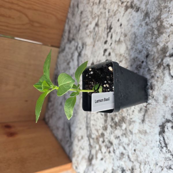 Lemon Basil Herb Plant- See Options