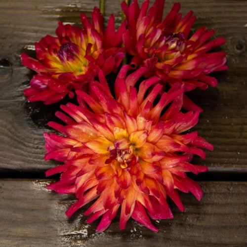 Macalister's Pride Dahlia Tuber