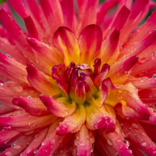 Macalister's Pride Dahlia Tuber