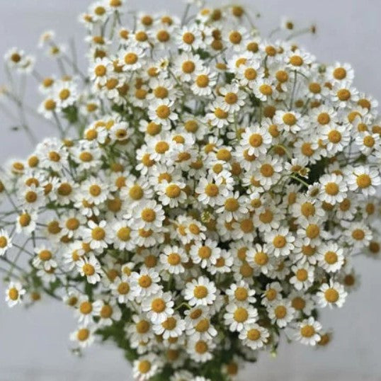 Feverfew Plant