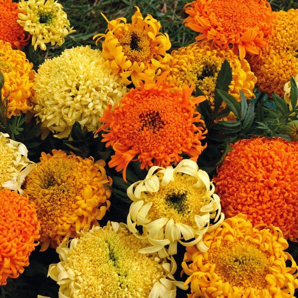 Yummy Mummy Marigolds- 6 packs