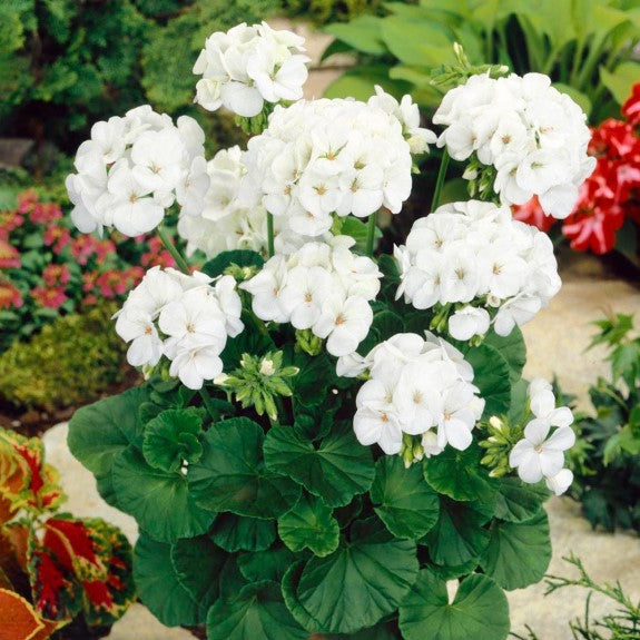 Maverick White Geranium Plant