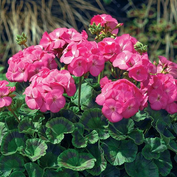 Maverick Pink Geranium Plant
