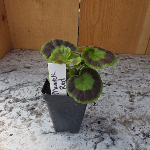 Maverick Red Geranium Plant