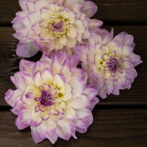 Mikayla Miranda Dahlia Tuber