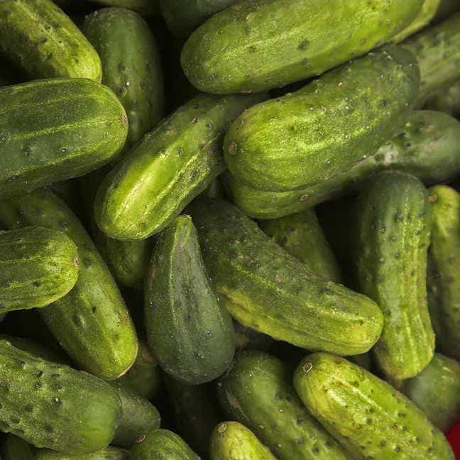 National Pickling Cucumber Plant