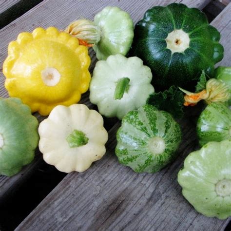 Scalloped Colorful Blend Summer Squash Plant