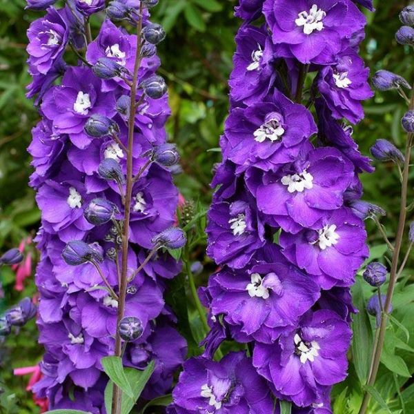 Pacific Giants Delphinium Perennial Plant
