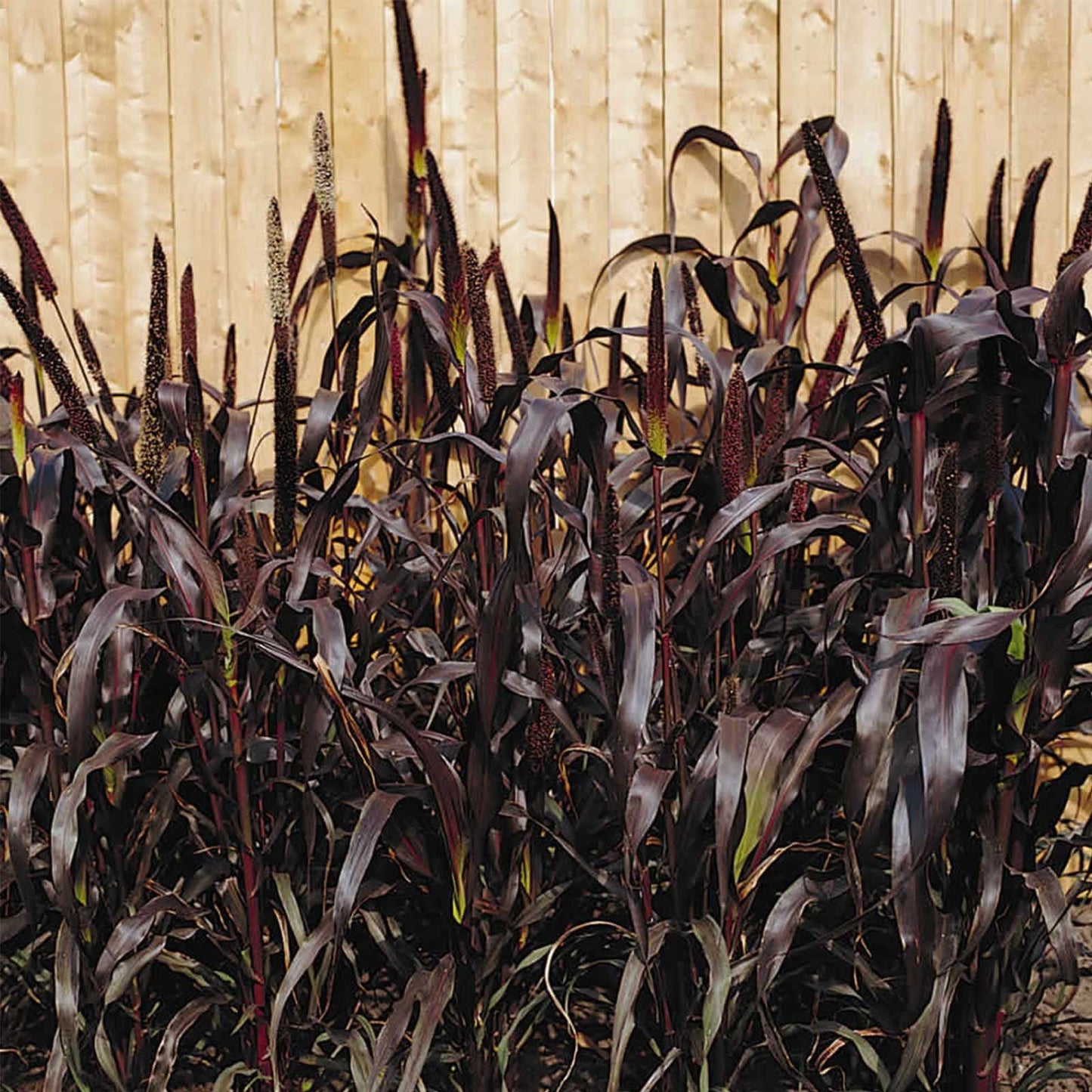 Purple Majesty Majesty Plant