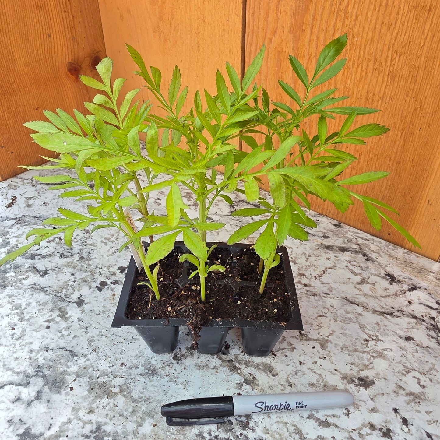 Marigolds- Crackerjack 6-pack