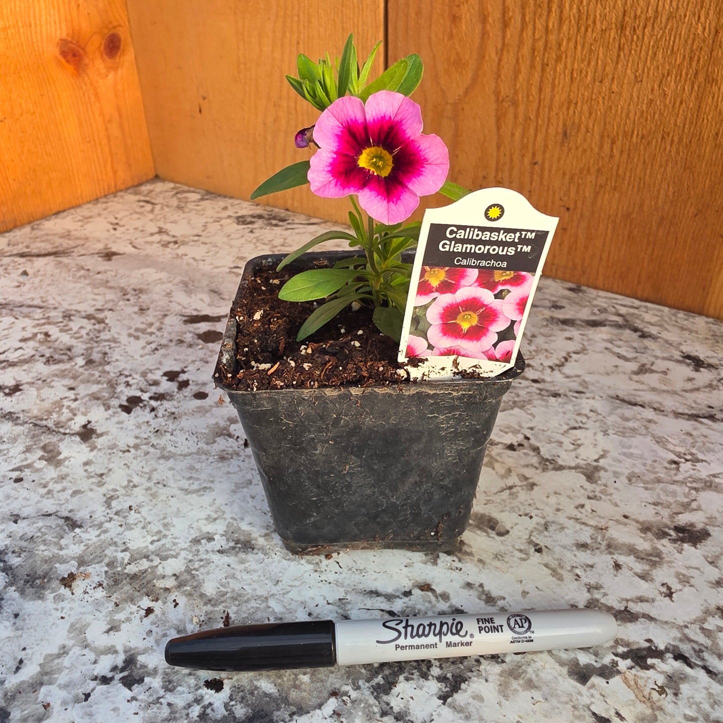 Calibrachoa Calibasket Glamorous
