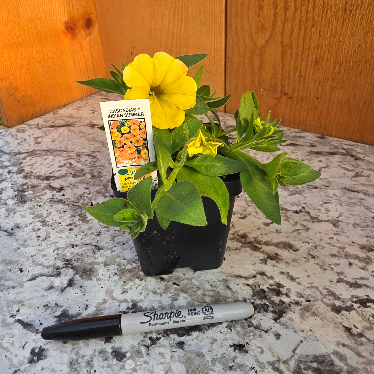 Cascadias Indian Summer Petunia