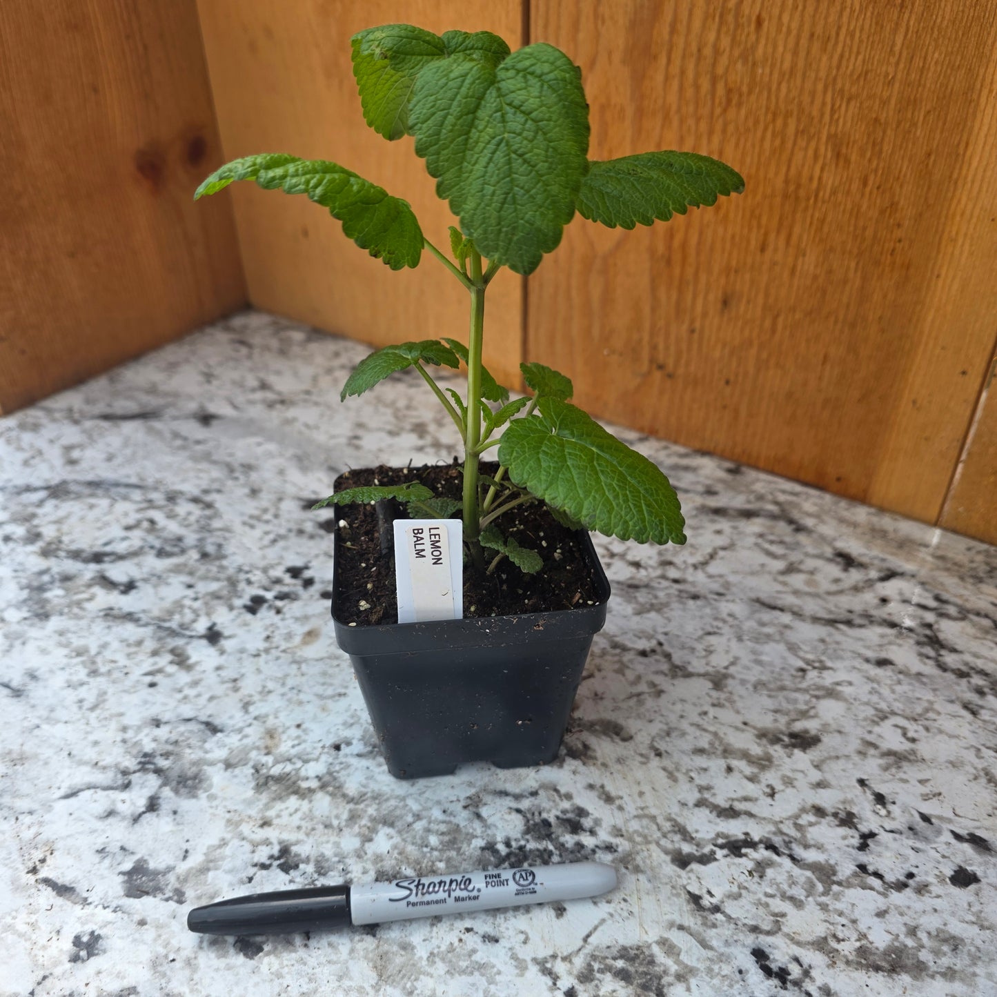 Lemon Balm