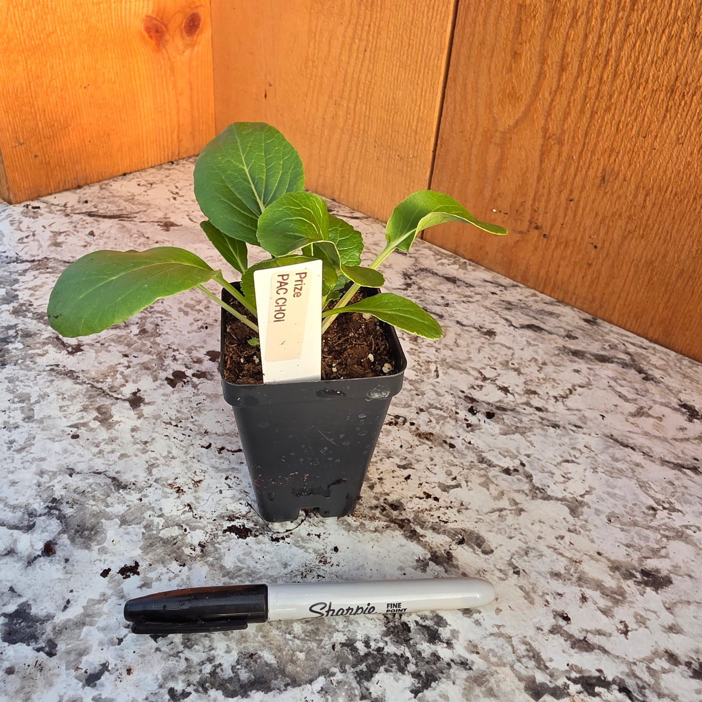 Prize Pac Choy Plants