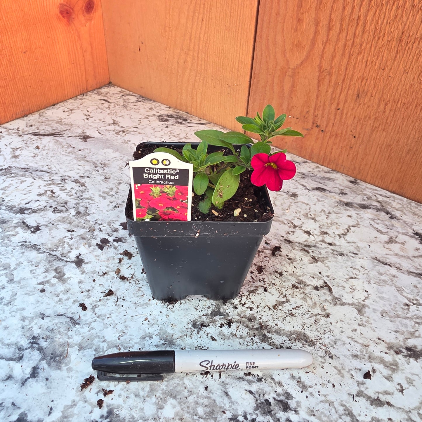 Calibrachoa Calitastic Bright Red