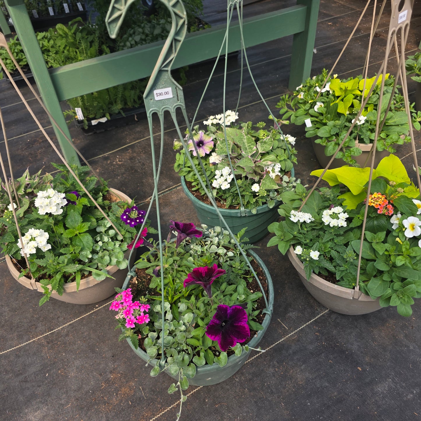 Hanging basket or Potted Annuals Combo
