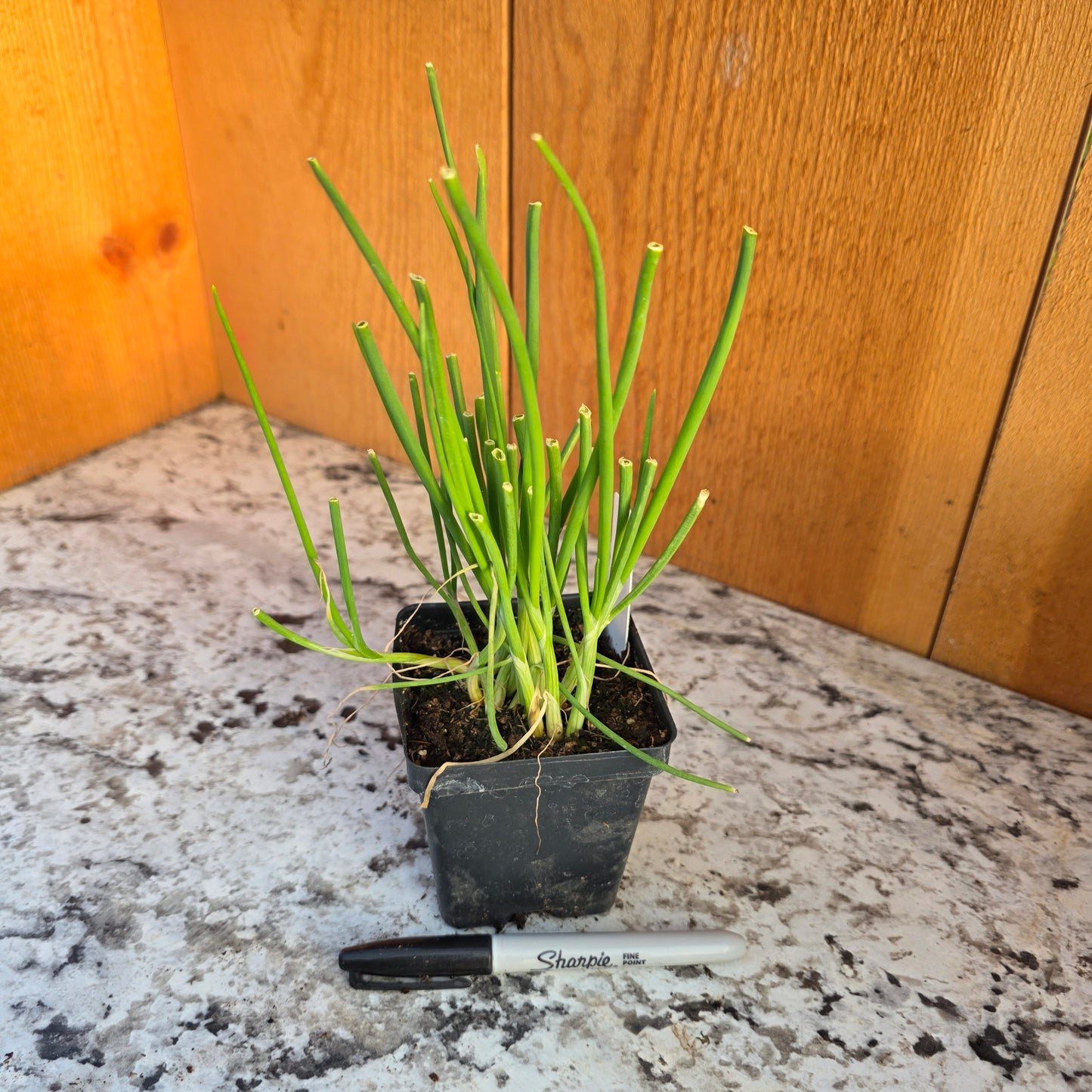 Patterson Onion Plants