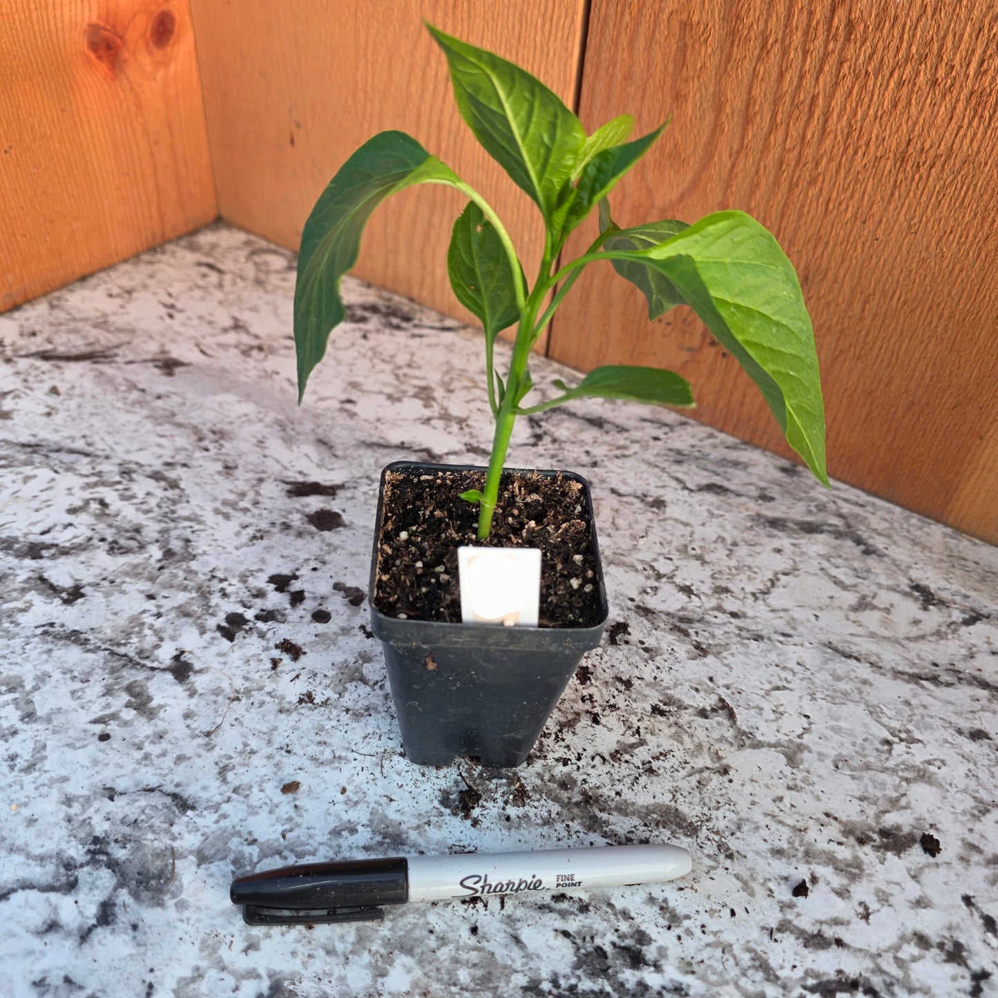 Shishito Pepper