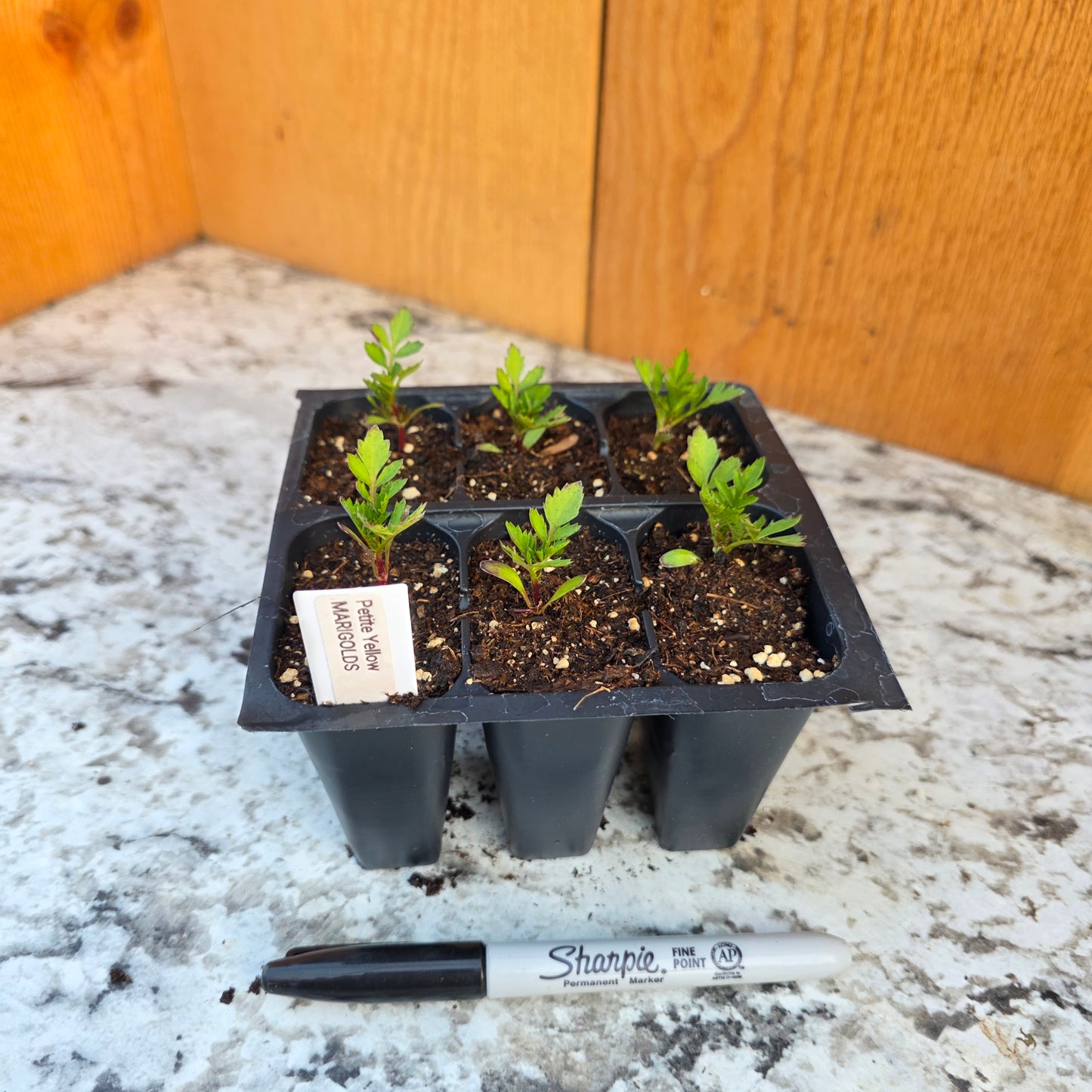 Marigold- Petite Yellow 6 packs