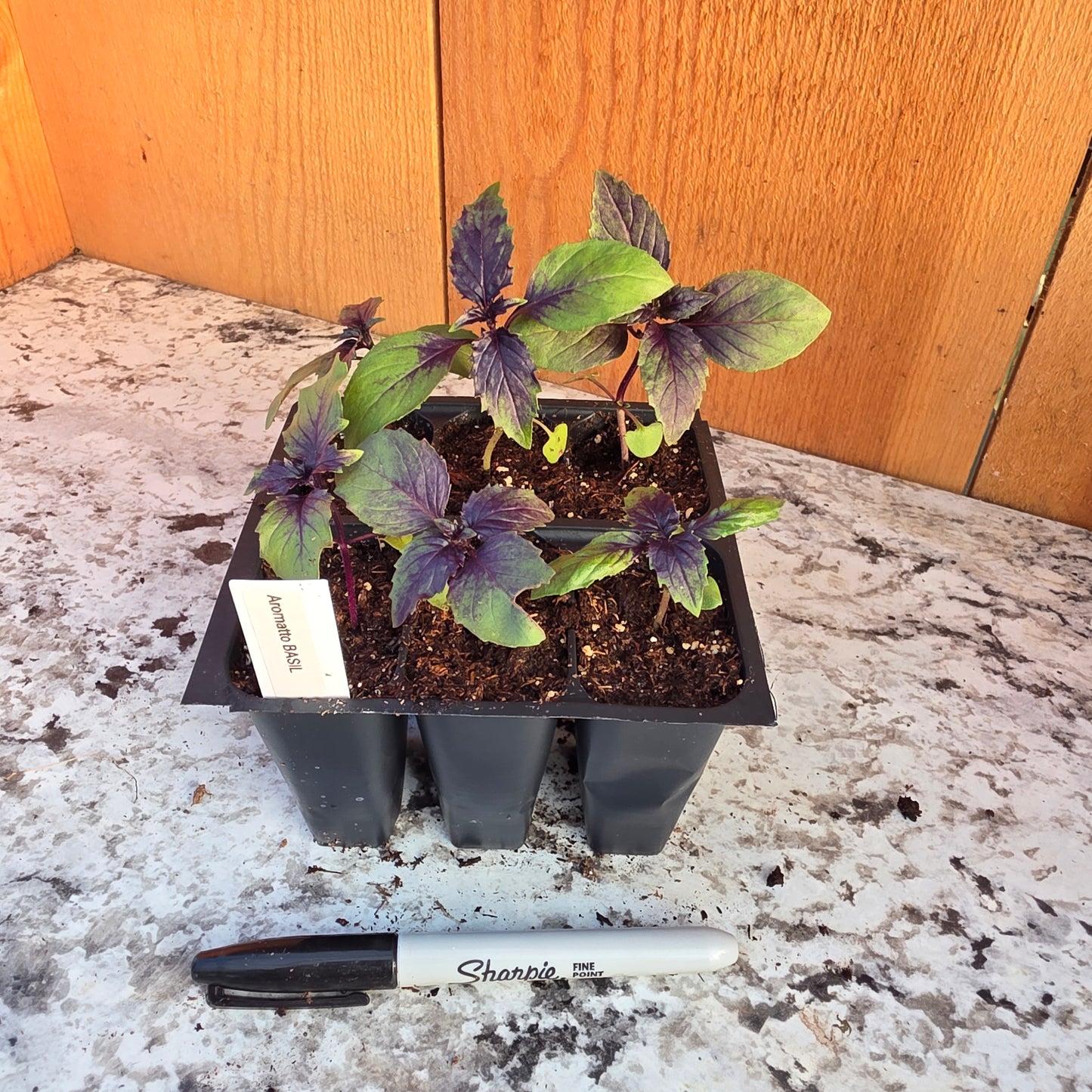 Basil 6 packs