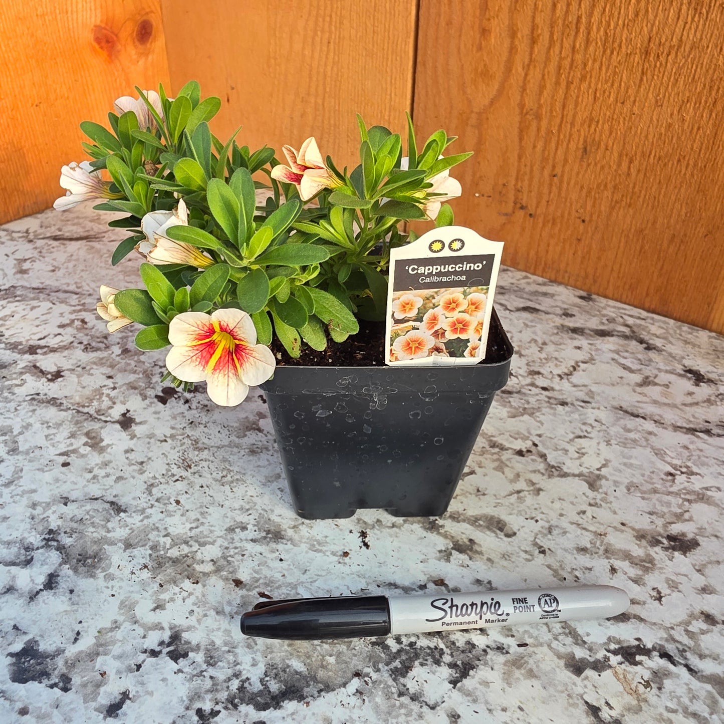 Calibrachoa Calitastic Cappuccino