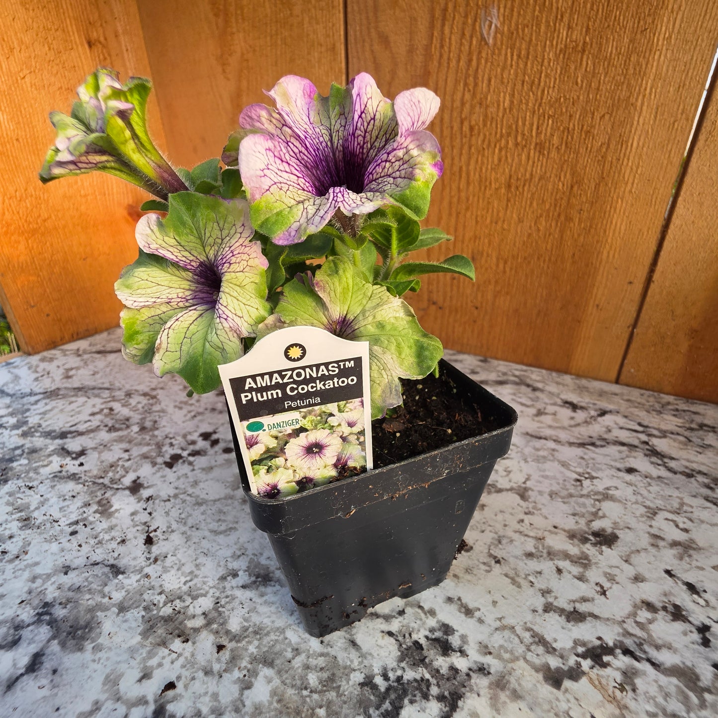 Petunia Amazonas Plum Cockatoo