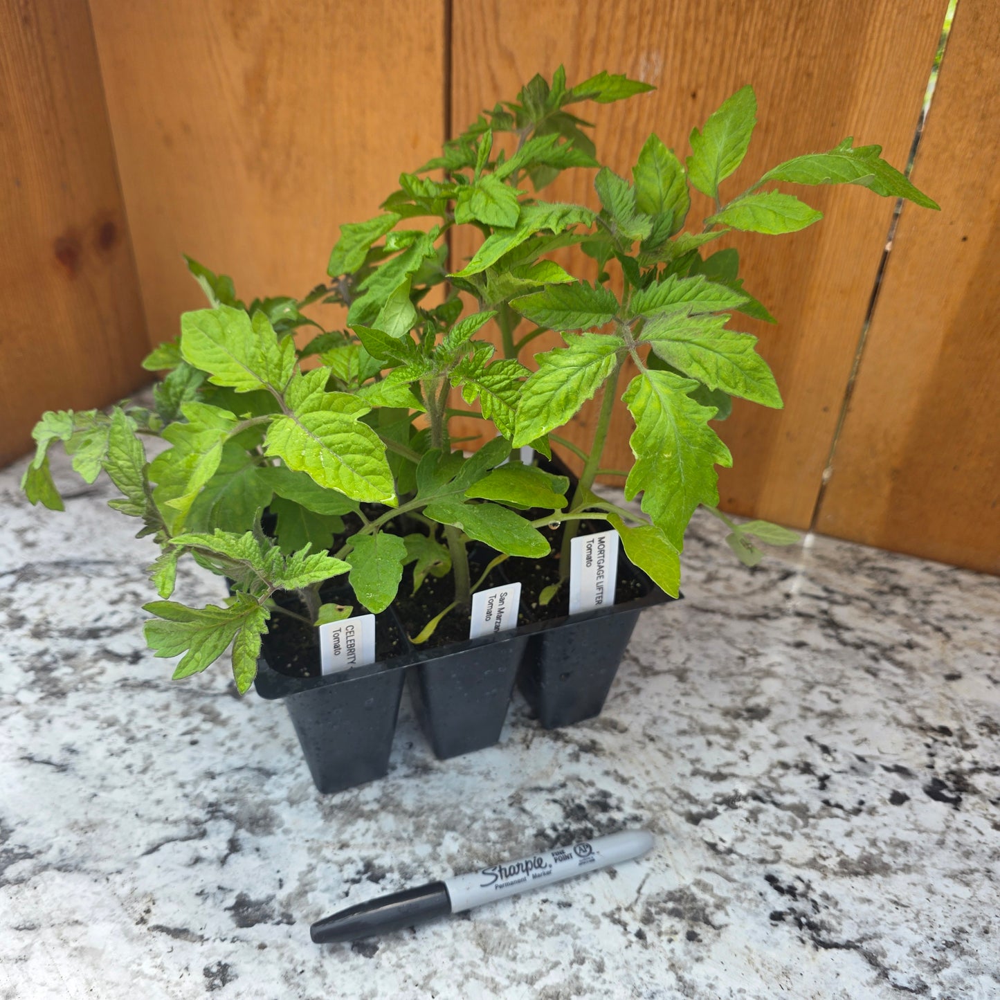 Tomato Assortment 6 Pack