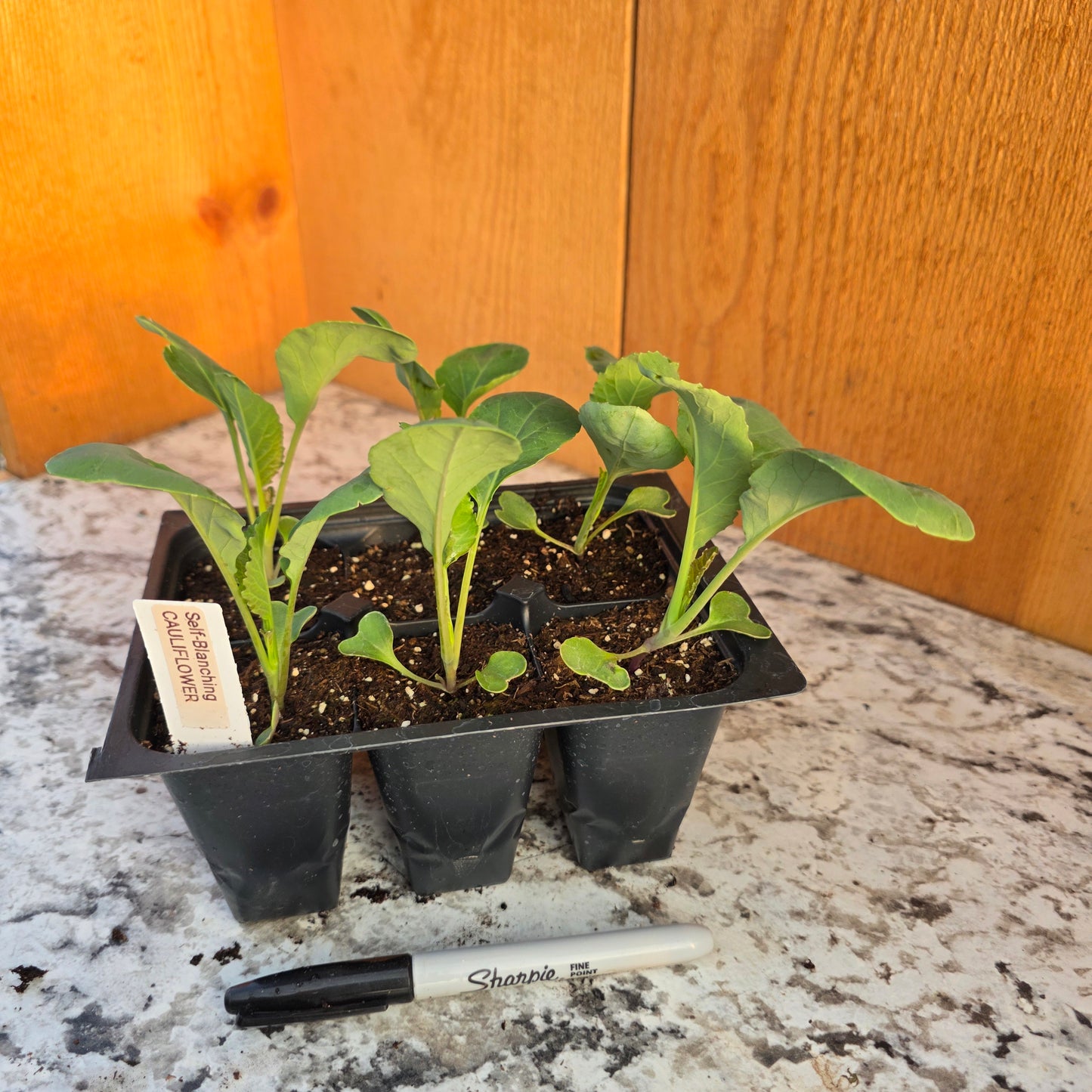 Cauliflower Self-Blanching Plants- large 6 Pack