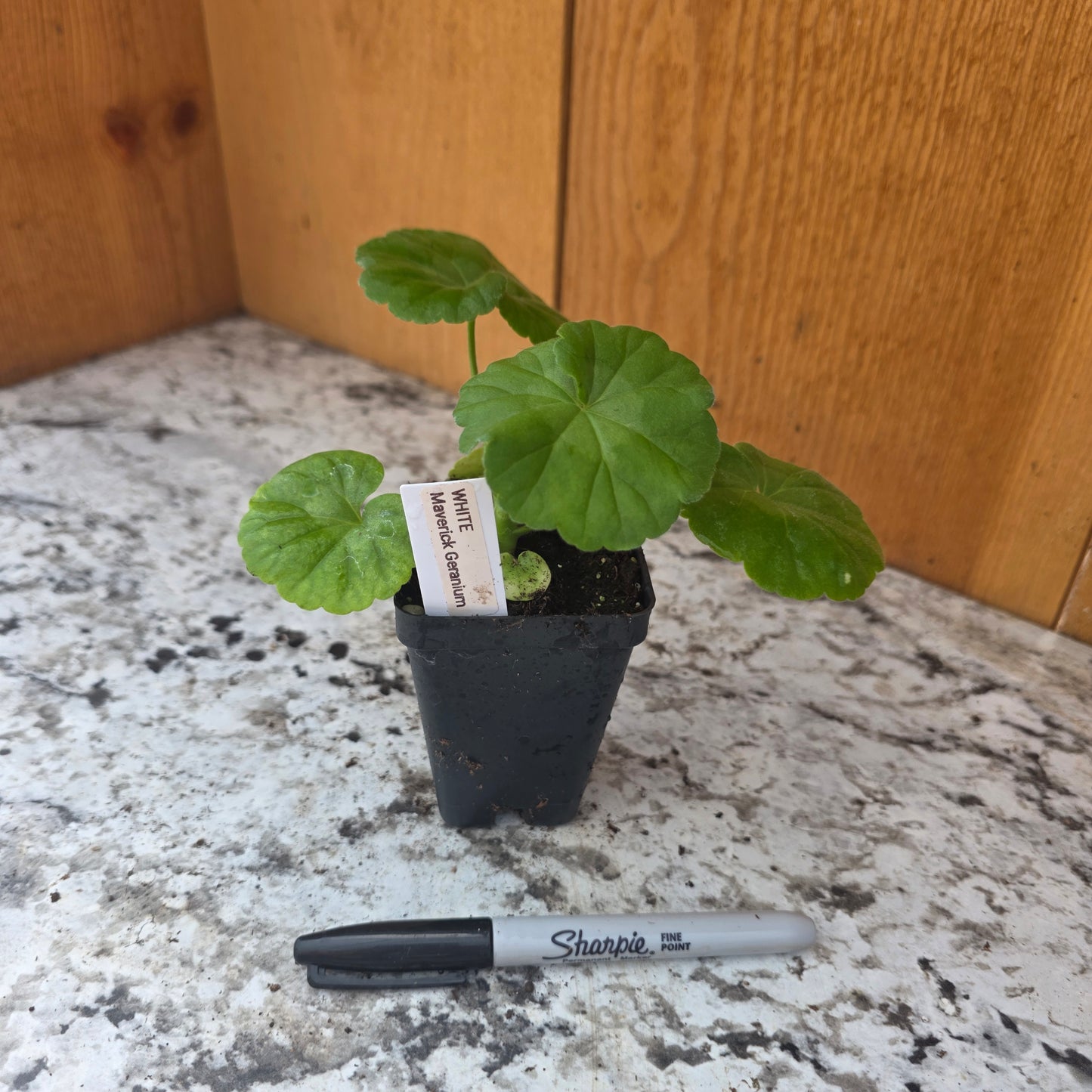 Maverick White Geranium Plant