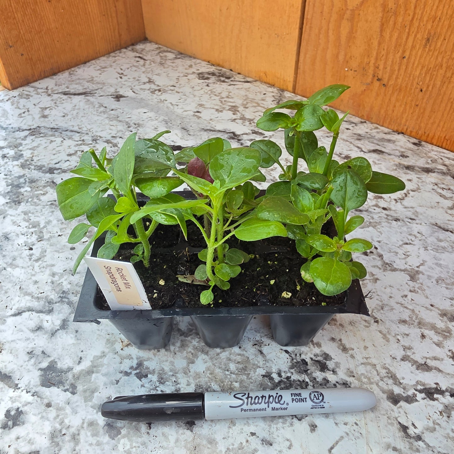 Rocket Mix Snapdragons 6 packs