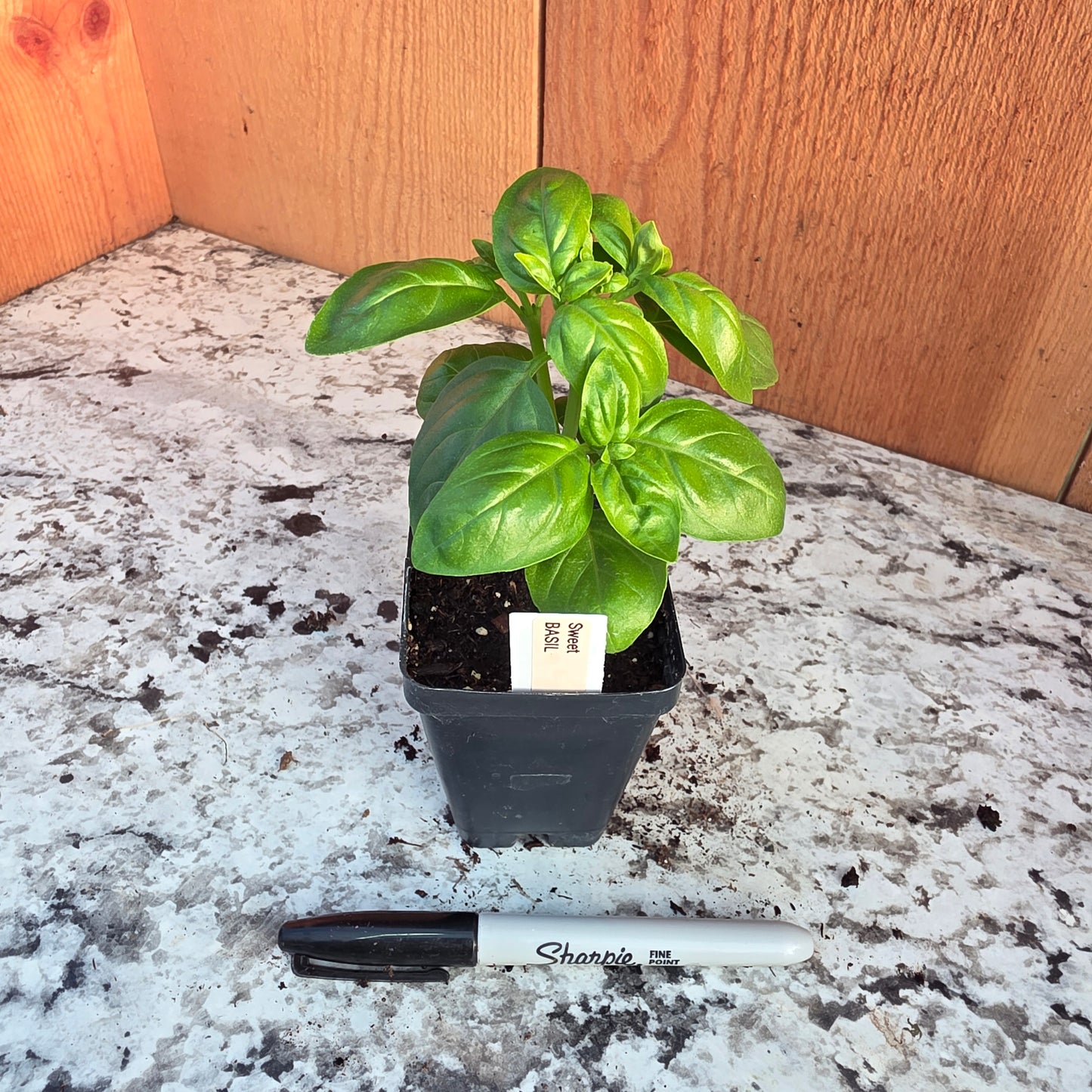 Sweet Basil Herb Plant