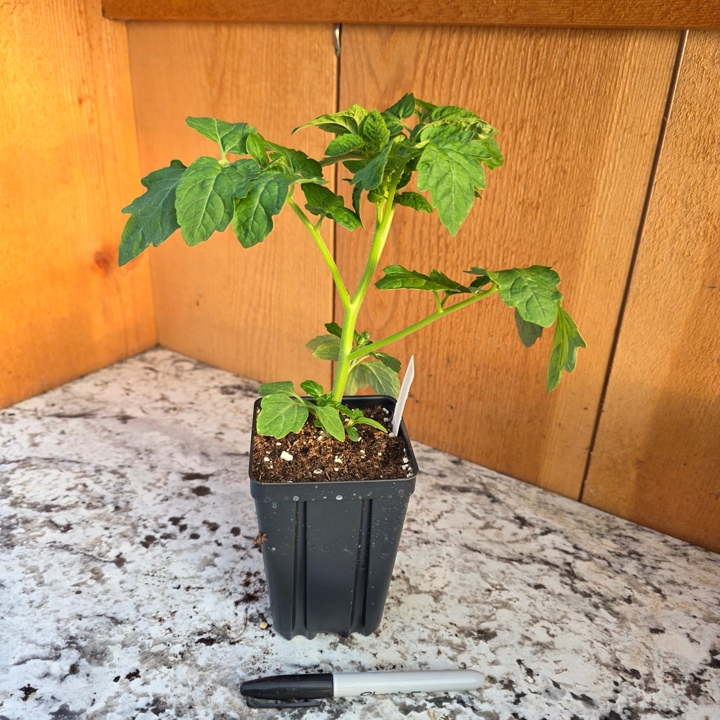 Cherokee Purple Tomato Plant