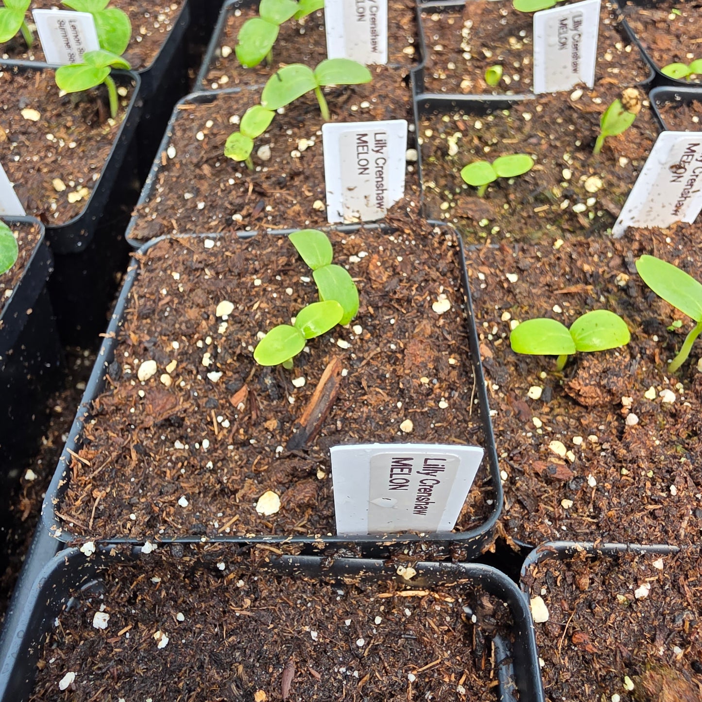 Lilly Crenshaw Melon Plant