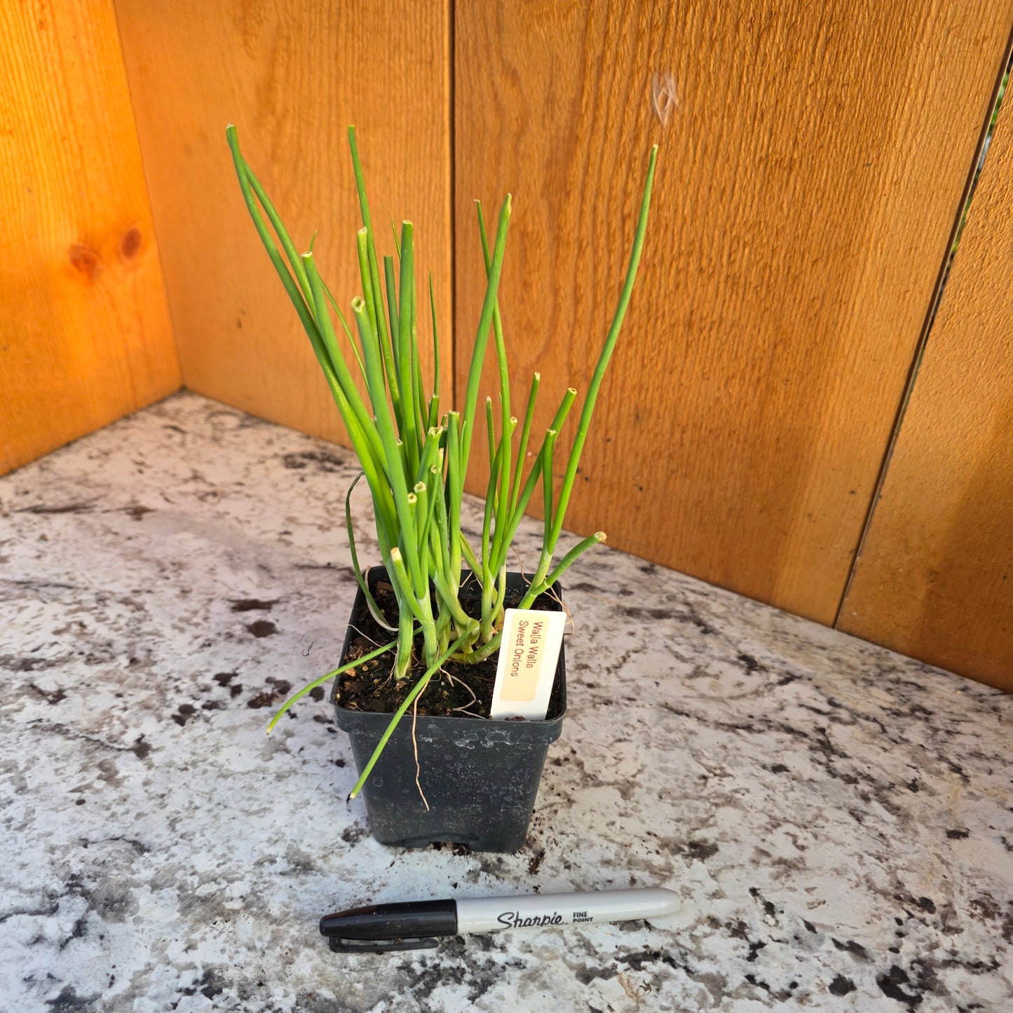 Walla Walla Sweet Onion Plants