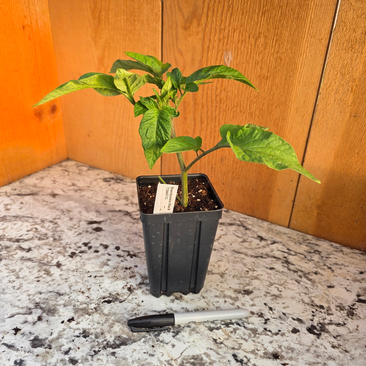Brandywine Black Tomato Plant