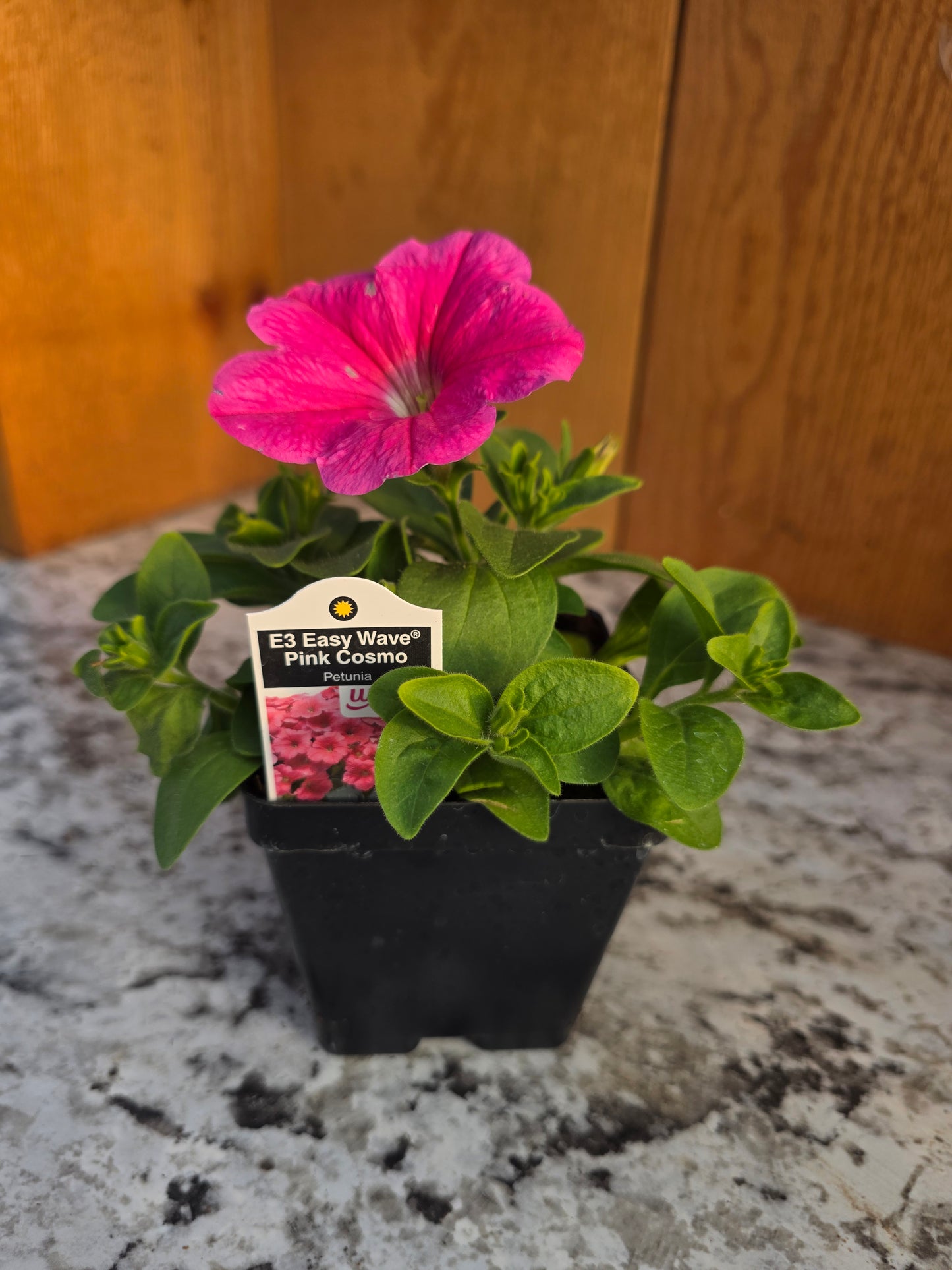 Easy Wave Petunia- Pink Cosmo