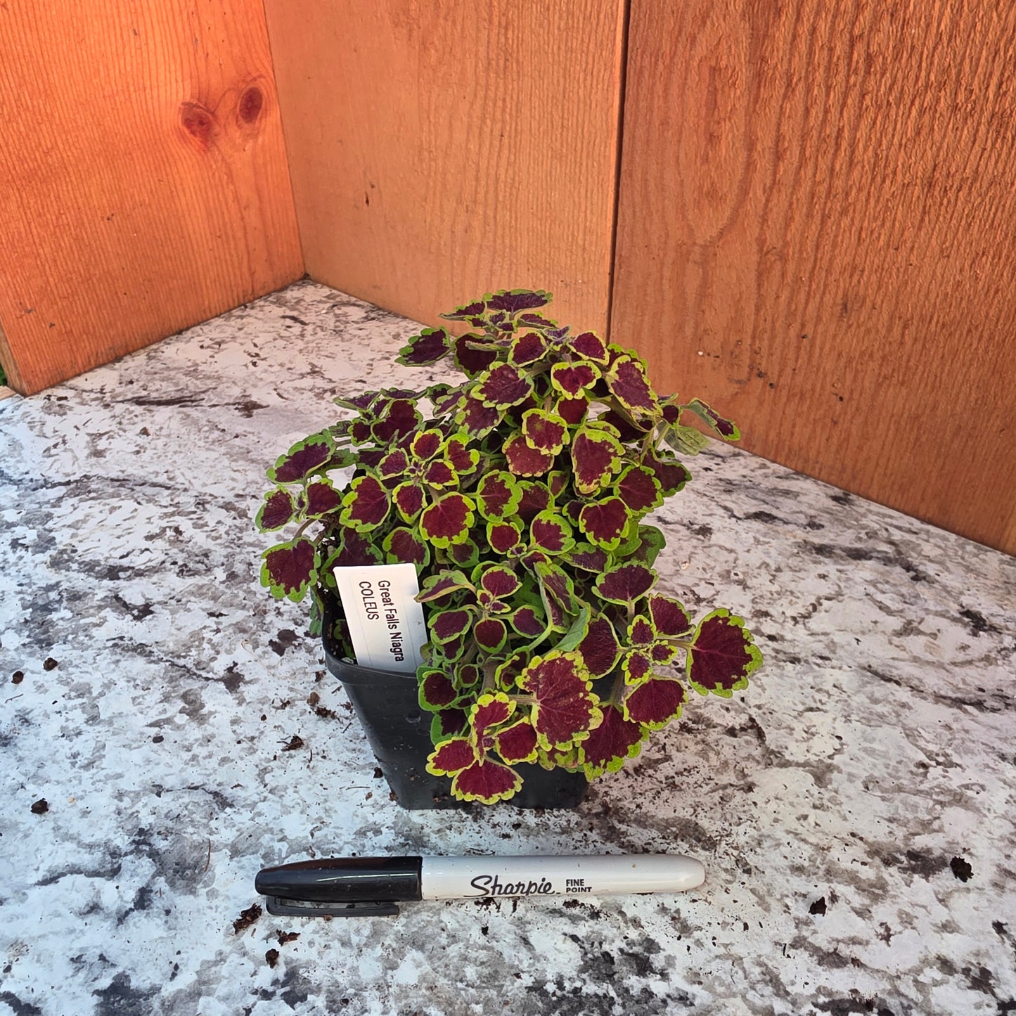 Coleus- Great Falls Niagra