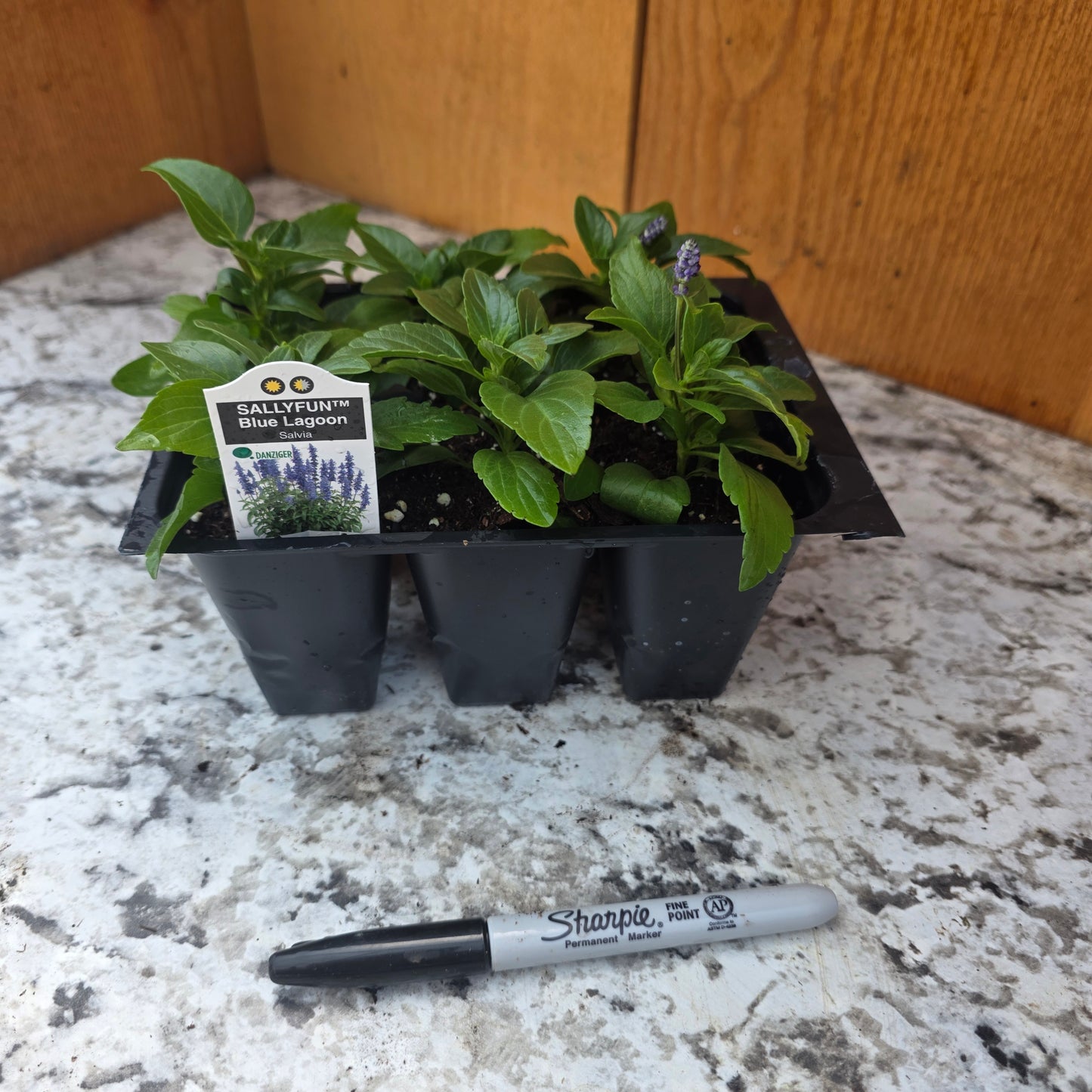 Salvia- Sallyfun Blue Lagoon 6 packs