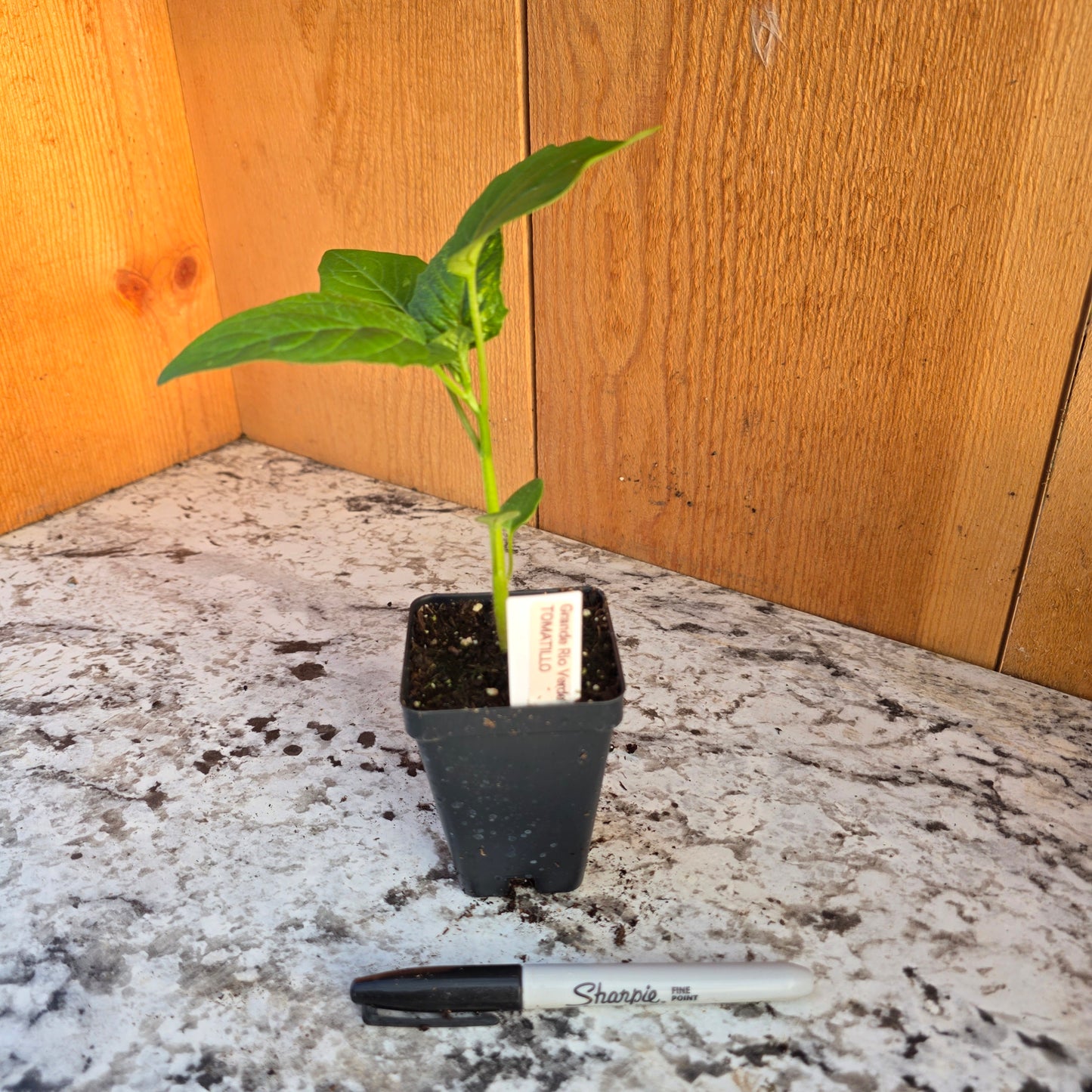 Rio Grande Verde Tomatillo Plant