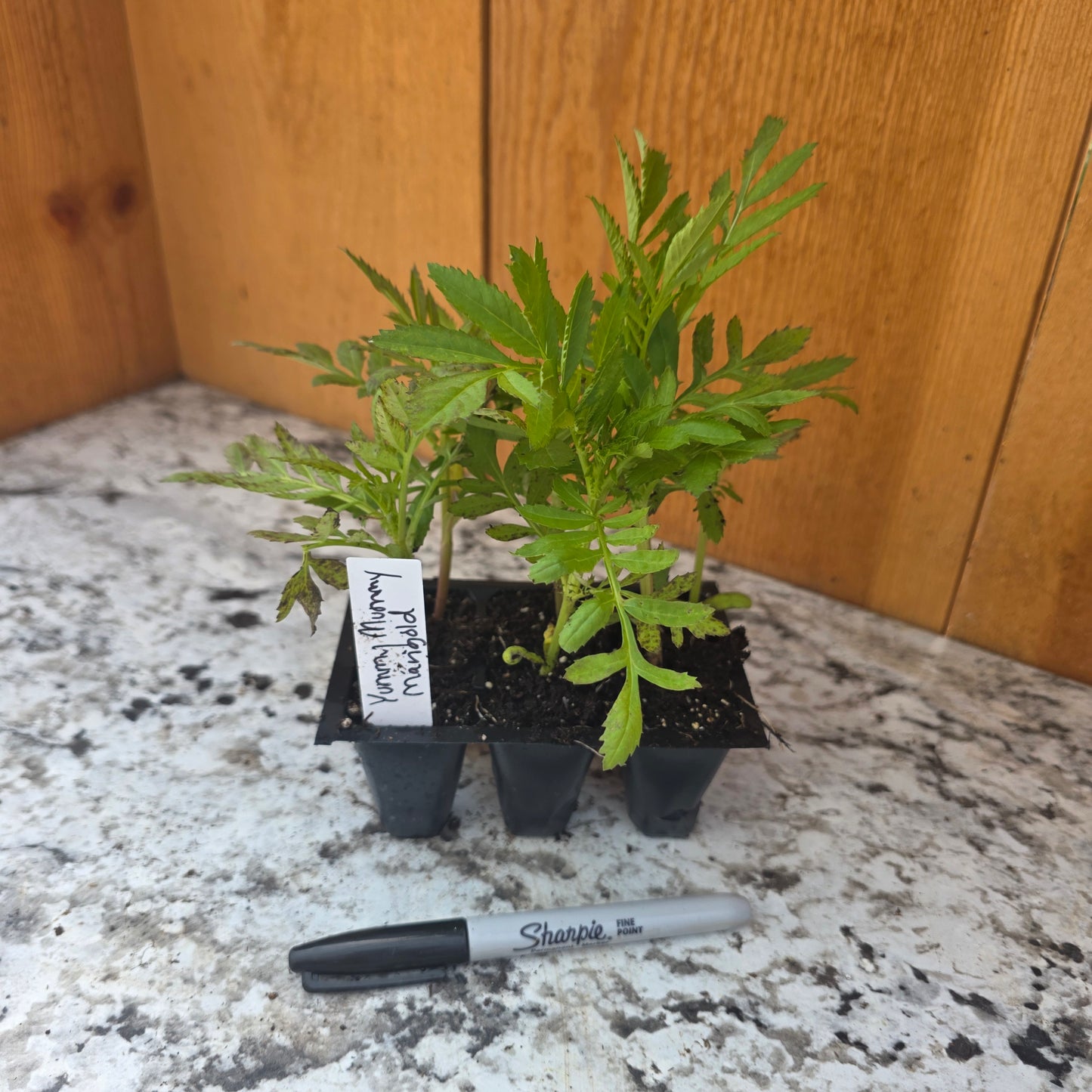 Yummy Mummy Marigolds- 6 packs