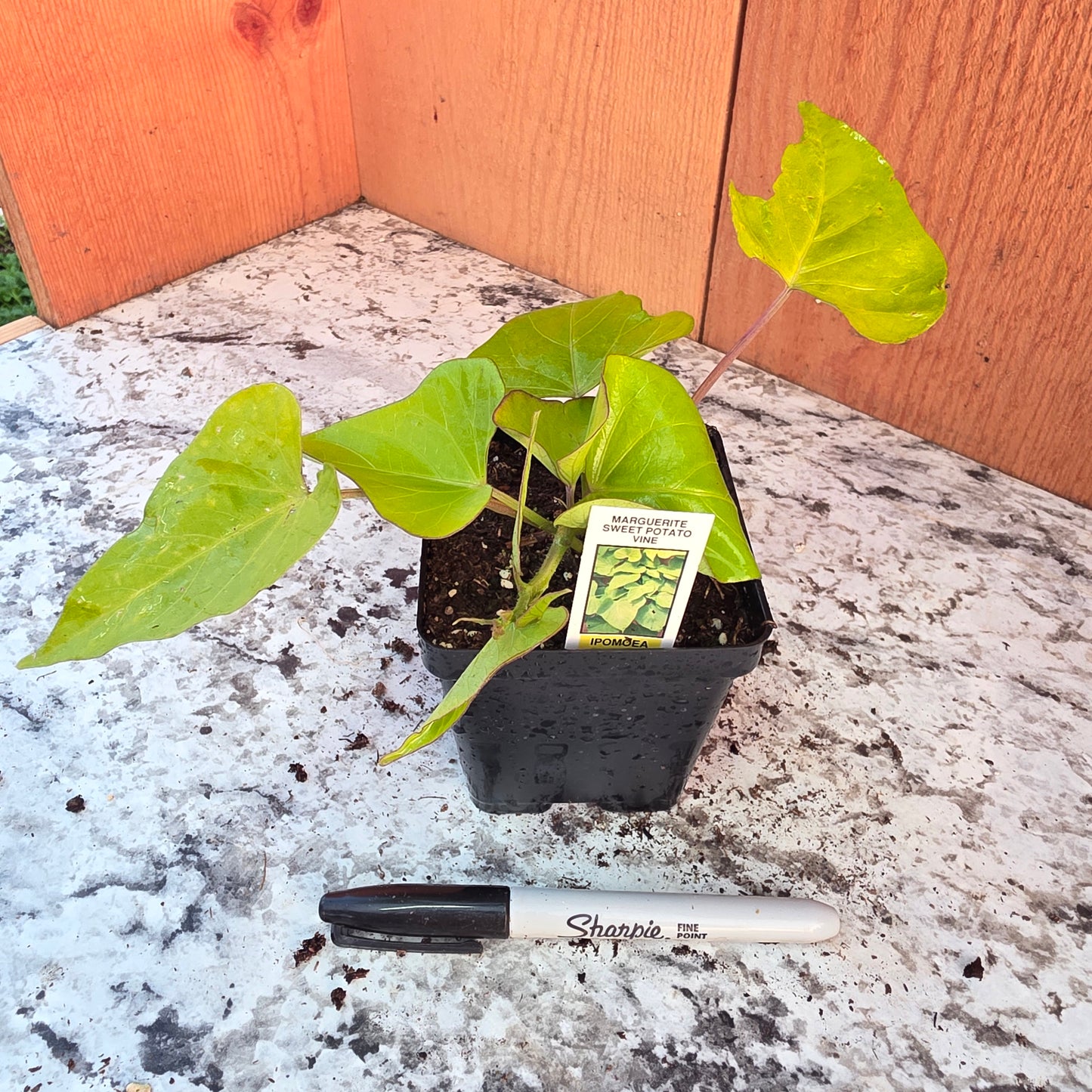 Sweet Potato Vine- Margarita