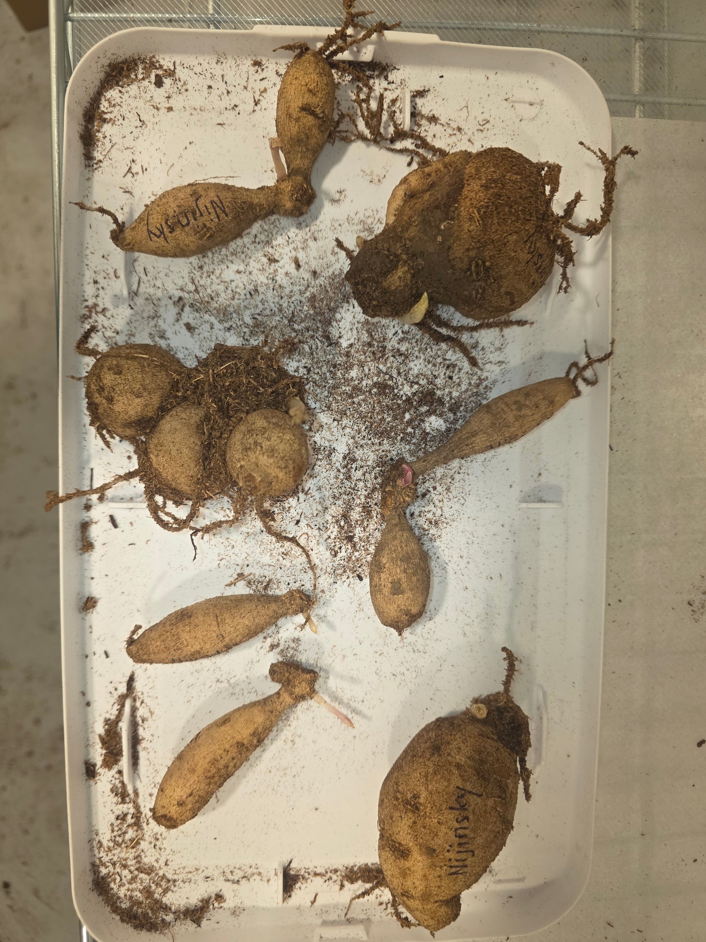 Nijinsky Value Pack ~ 7 Tubers