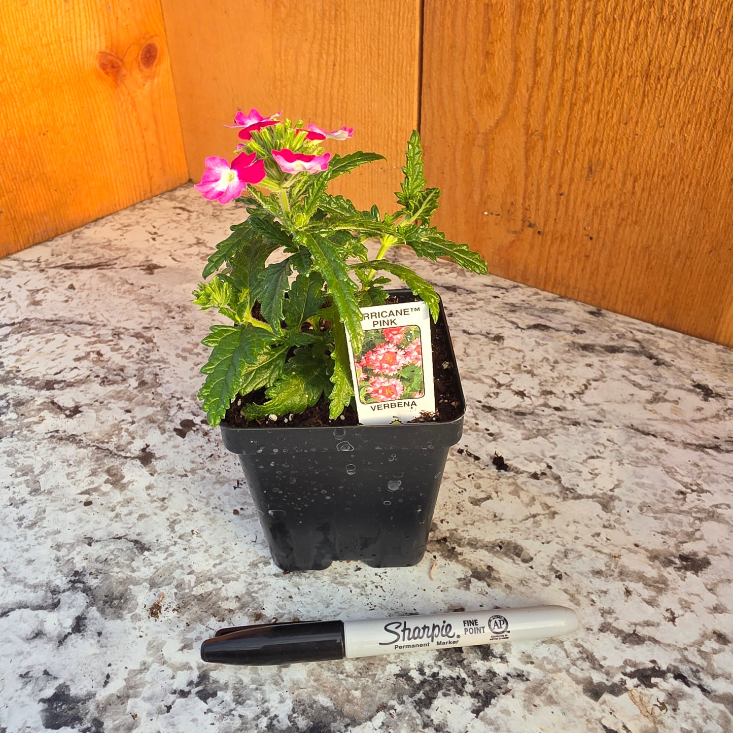 Verbena Hurricane Pink